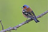 Common Chaffinch